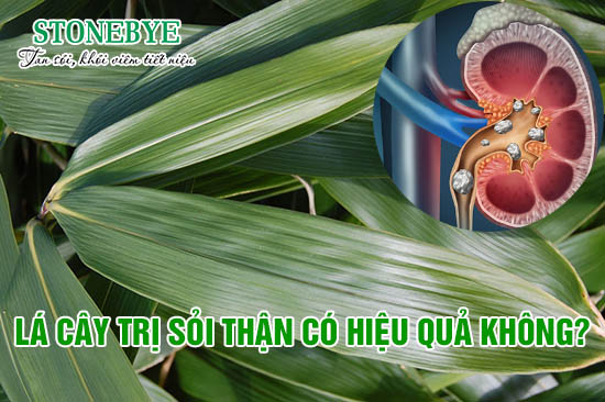 Lá cây trị sỏi thận có an toàn, hiệu quả không?